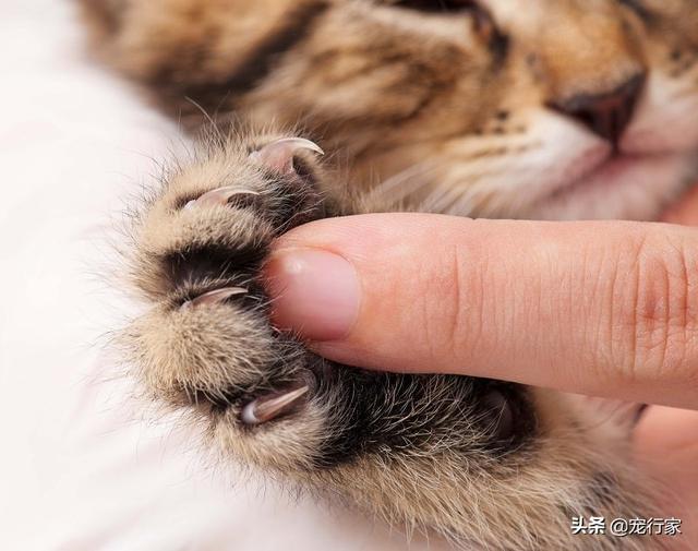 喵星人指甲劈开会不会很痛，养猫不给猫剪指甲会发生什么