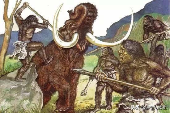 原始人类纪录片全集，原始人真的能狩猎大型食肉动物吗