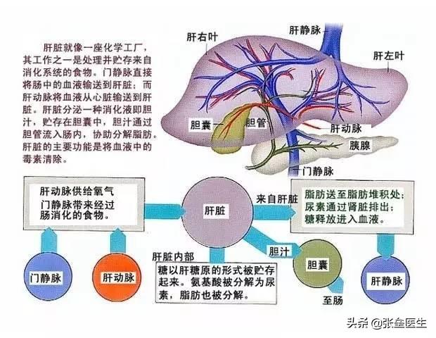 钩端螺旋体病血清:狗狗感染了钩端螺旋体病在什么症状下不能医治了？