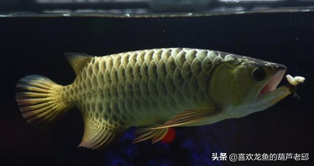 家用大鱼缸养鱼知识:鱼缸内该不该放水草？饲养观赏鱼后，水草对水质有没有影响？ 家庭鱼缸养鱼知识大全