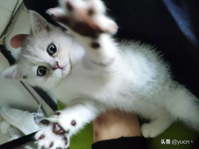好主人宠物食品:一个人生活养什么宠物比较好？