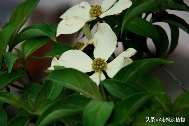 鸡蛔虫病什么症状:家养的鸡很瘦，喂什么上膘快？