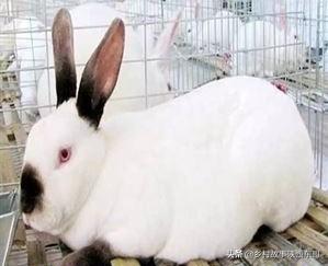 兔球虫病的症状:甲硝唑能治兔子球虫病吗？