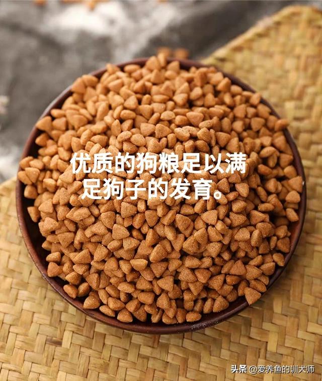 萨摩怎么喂狗粮:萨摩吃什么可以改善毛色？