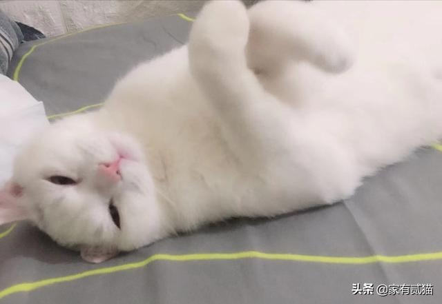 绝育猫咪踩奶是什么意思:猫咪绝育了踩奶怎么回事 胖猫不停的踩奶是什么情况？