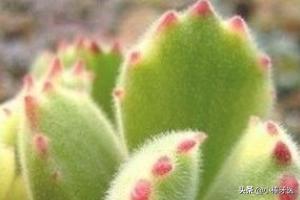 熊童子服盆:熊童子服盆期怎么浇水 多肉植物熊童子的养殖方法和注意事项？
