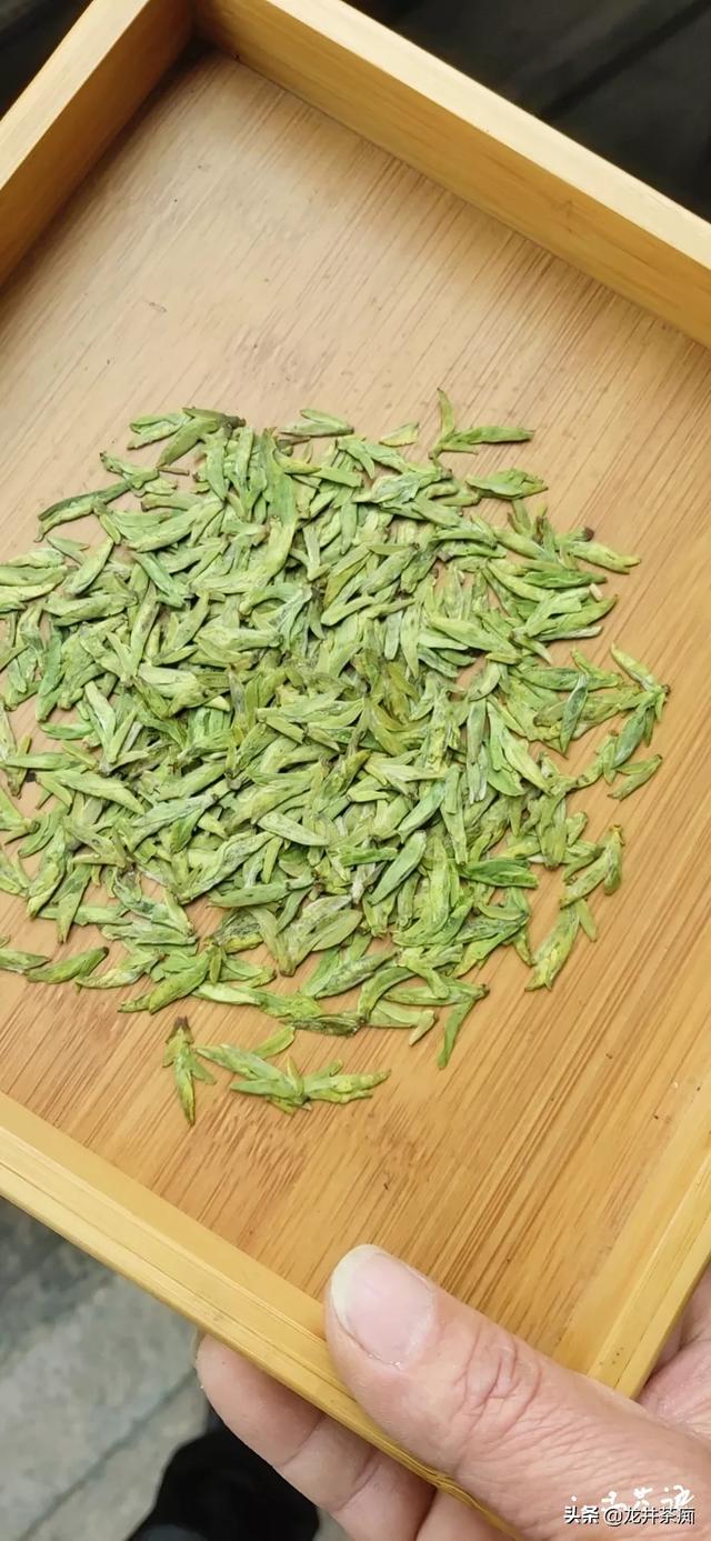 信阳的茶叶,乌牛早茶叶适应在信阳茶区吗？