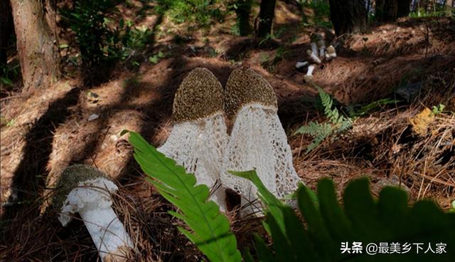 云南野生菌,云南野生菌，该怎么销售出去？