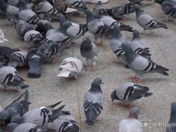 天津升华信鸽饲料:鸽子进食时间多久能吃饱？