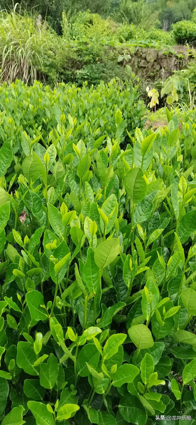 适合煮着喝的茶叶有哪几种,哪些茶才适合煮，你知道吗？