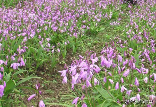 药草白芨图片:白芨价格触底，怎样加工更好？