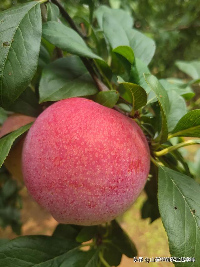 头条问答 - 红香妃李子是红肉杏李吗?比恐龙蛋好吗?(2个回答)