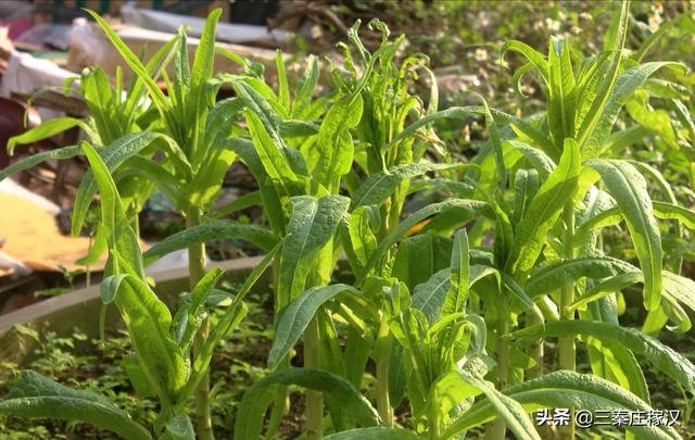 头条问答 - 如何防止莴笋早期抽薹"窜高"?(2个回答)