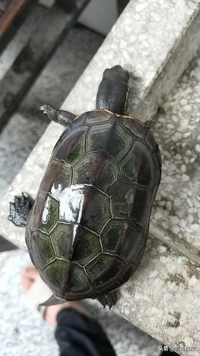乌龟的种类图片大全:我这个是巴西龟还是中华草龟？你怎么看？