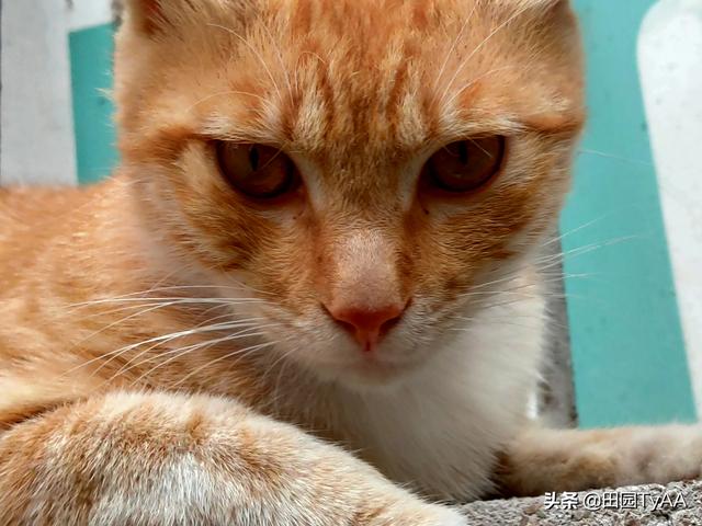 玩具存钱箱愤怒的猫咪:能看看你们家猫猫生气的照片吗？