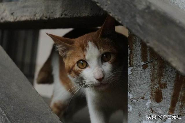 褴褛猫性格:猫性格太差了我还要不要养？