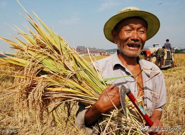 我们每天吃的大米饭是农民种出来的,如何看待种田人的艰辛?-生活百科