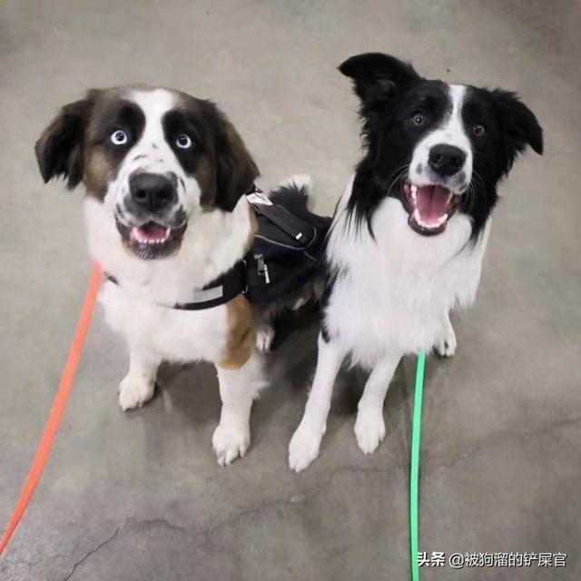 边牧牧羊犬打架视频:为什么边牧喜欢追扑其他狗狗？