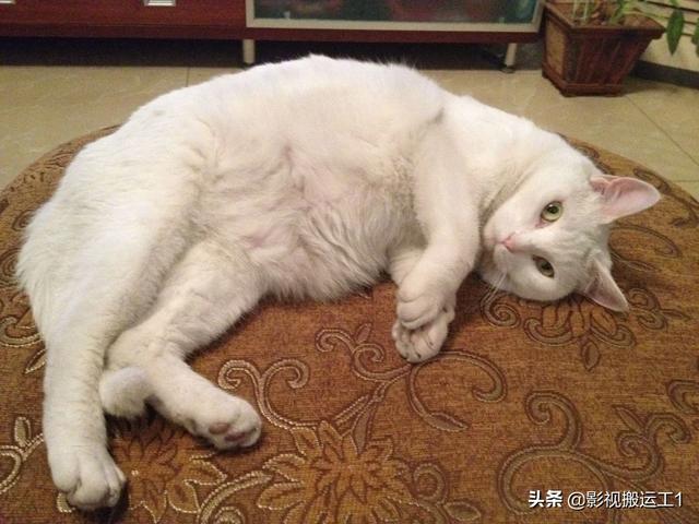 猫食欲不振精神萎靡:猫没精神,不吃,不喝,总睡觉怎么办？