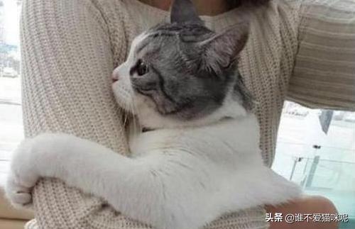 猫发情怎么办:母猫发情，除了绝育之外有什么选择？