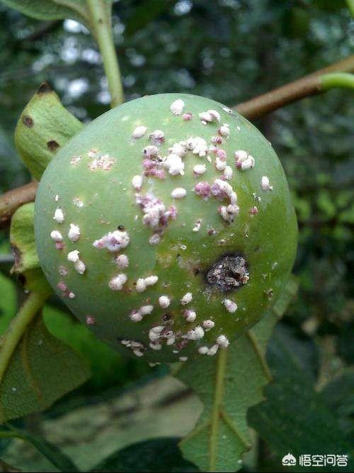 "四病"是柿黑星病,圆斑病,角斑病,白粉病;"三虫"是柿绵蚧,柿蒂虫,柿小