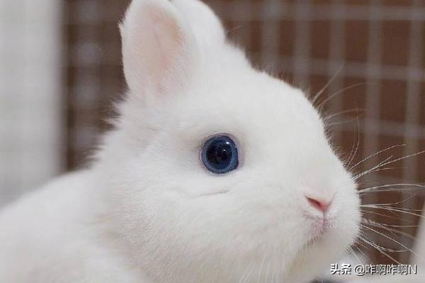 兔子眼睛有白色粘液，兔子的眼睛是透明的吗，兔子眼睛有白色粘液什么情况
