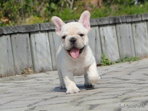 犬膝关节髌骨脱位:养法斗之后，法斗会得哪些病呢？该怎样喂养？