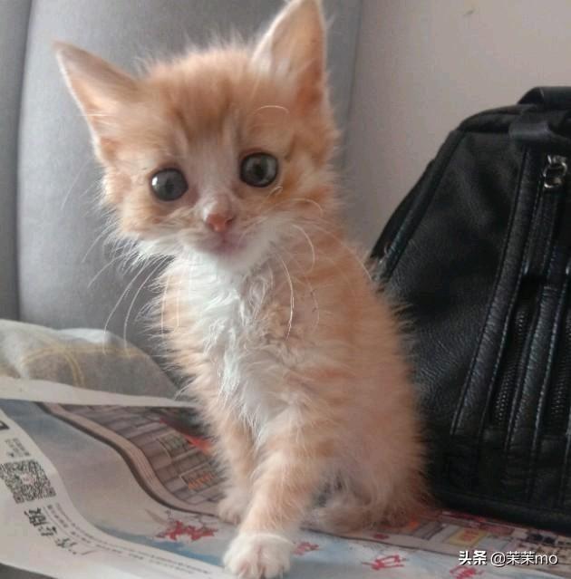 世界上最小的猫皮堡斯多少钱:养田园猫，你愿意花钱吗？