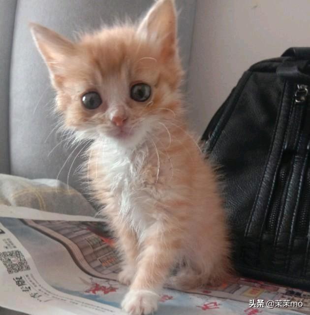 猫图片大全:养田园猫，你愿意花钱吗？