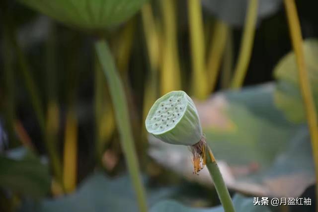 王维的作品:王维有哪些诗写出了层次？