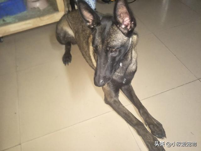 比利时马犬和德牧:为什么说马犬要比德牧好呢？