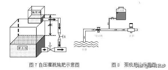 胜红蓟和假臭草的区别:柑桔线虫什么时侯是高发期？