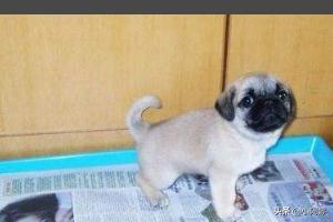 怎么训练狗大小便啊:狗狗一岁了怎么训练大小便？