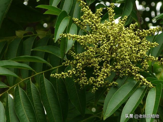 辉县东耿村灵异事件:你最记忆犹新的家乡土特产是什么？