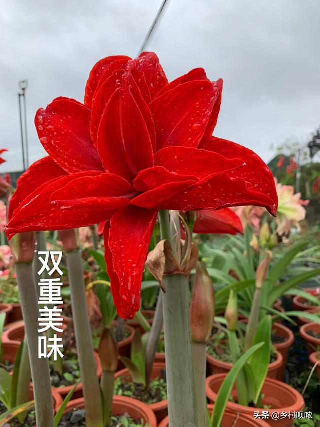 福莱恩圣路薇哪个好:什么牌子的直流电焊机比较好？淘宝上的质量怎么样？