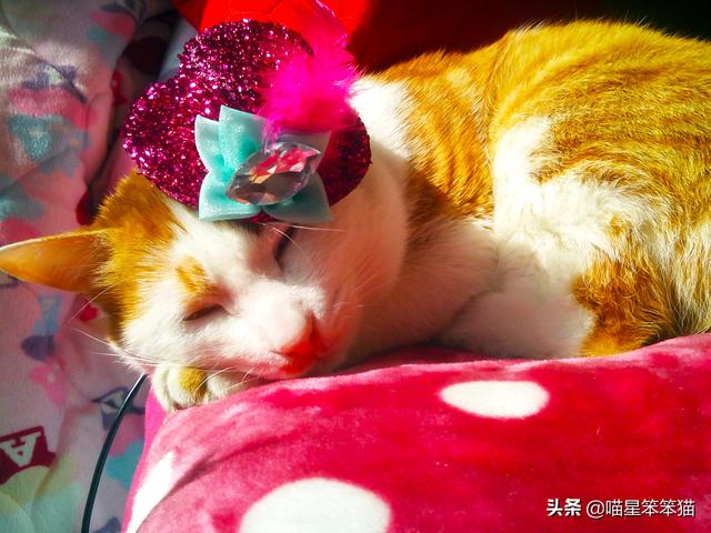 怎么确定猫认主人了咕噜咕噜:我对猫咪可用心了，它有哪些表现才能证明把我当主人了呀？