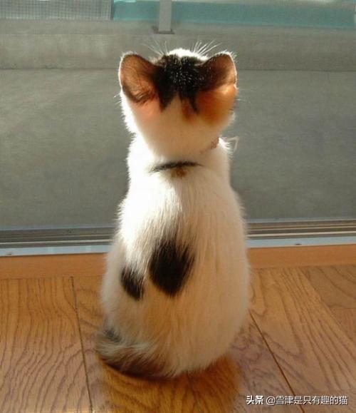 猫咪不乖 h:一只猫能无耻到什么地步？ 猫咪不乖会不会做肉汤