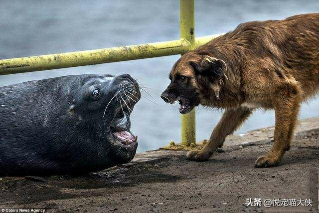 斗牛梗会伤害陌生人吗:什么类型的狗更易凶人咬人？和体型有没有直接联系？