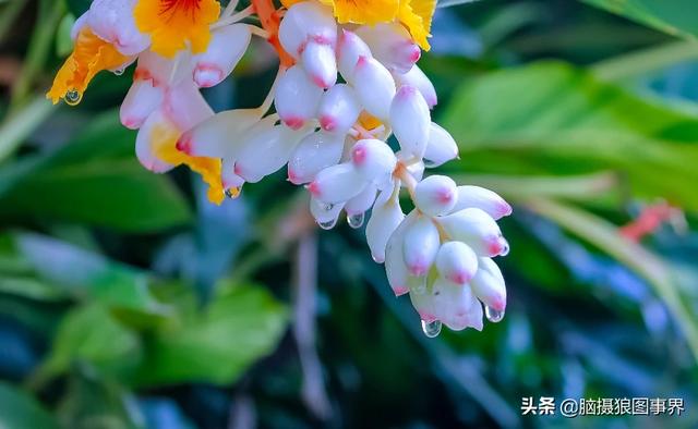 入门“残幅” “狗头”，真的能拍出质感通透的大片吗