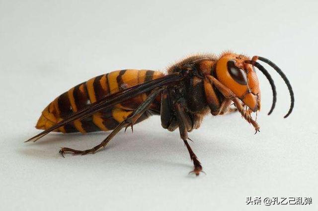 变形金刚大黄蜂:请问大黄蜂有什么特别的飞行模式吗？