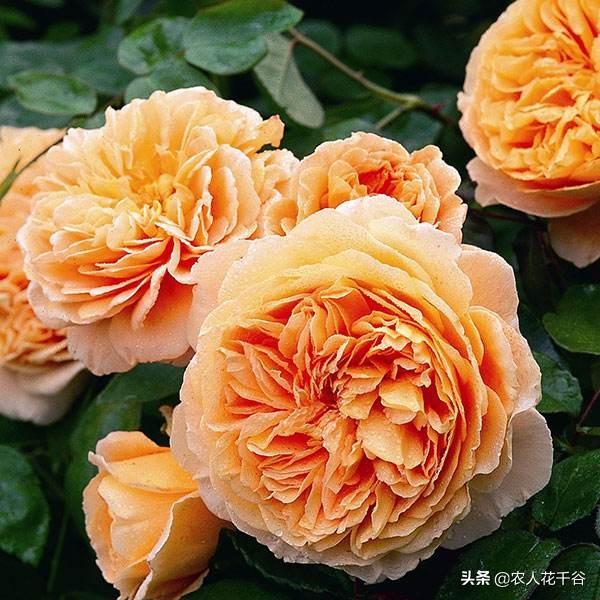 vents月季花品种介绍及图片:能不能推荐一种勤花多季、有香味的爬藤月季？