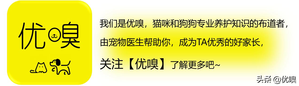 收养狗狗:我领养了一只宠物狗需要注意什么？