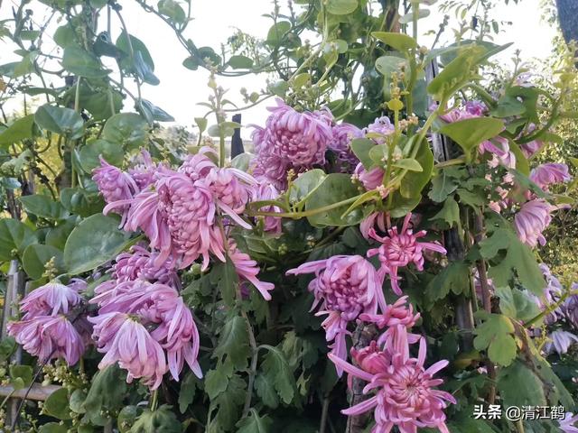 鸟虫鱼论坛的自频道:花卉如何浇水才能长得好？