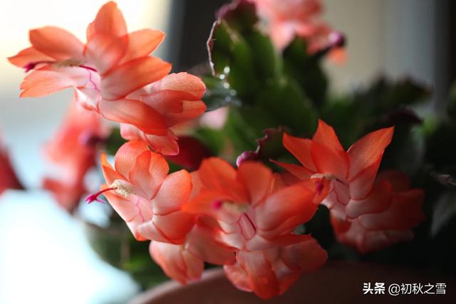 一叶兰能用淘米水浇吗:一叶兰浇没发酵的淘米水可以吗 仙人掌嫁接蟹爪兰能浇淘米水吗？