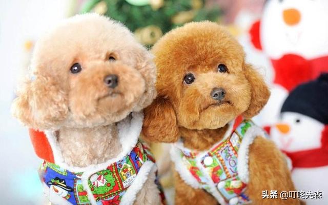 母狗奴:抱养了一只30天小泰迪母犬，喂了5天了，接下来怎么养呢？ 母狗奴隶性