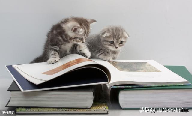 养猫注意事项:哪些养猫行为，其实是在让猫承受痛苦？ 养猫注意事项 寄生虫