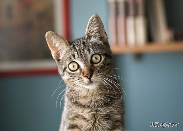 冀师傅天然猫粮怎么样:淘宝上那些很便宜的猫粮靠不靠谱？ 冀师傅猫粮品质怎么样