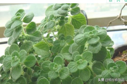 碰碰香怎么养老桩:碰碰香的养殖方法及养殖碰碰香时需要注意的事项？