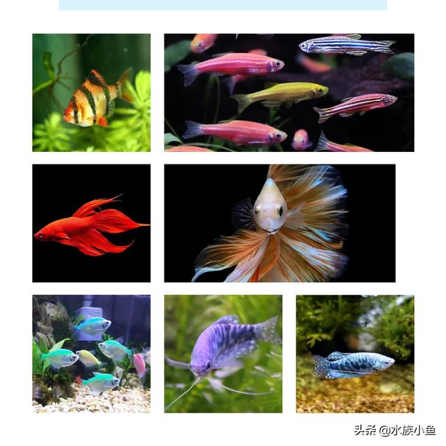 水族繁殖:哪些热带鱼是通过产籽繁衍的？