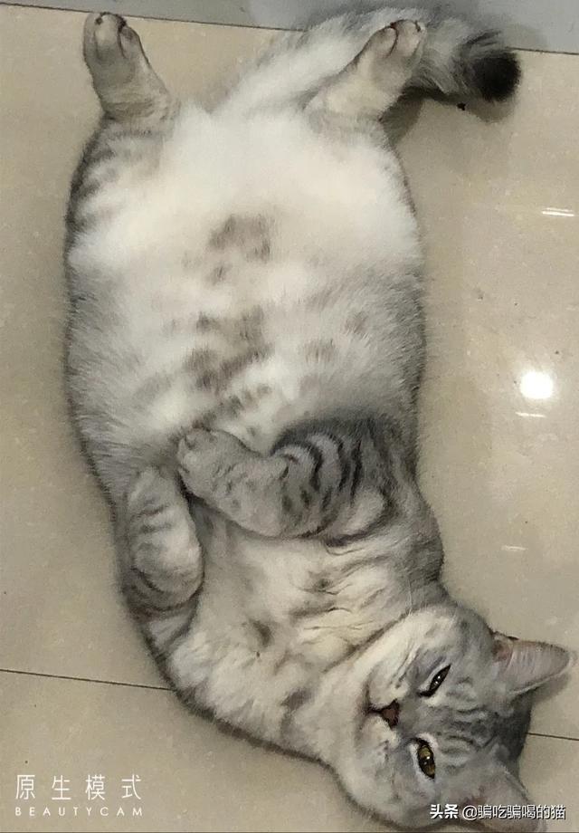 瓜皮猫视频:瓜皮猫表情包 光猫为什么有千兆口和百兆口，两个不同的接口？二者有什么区别？